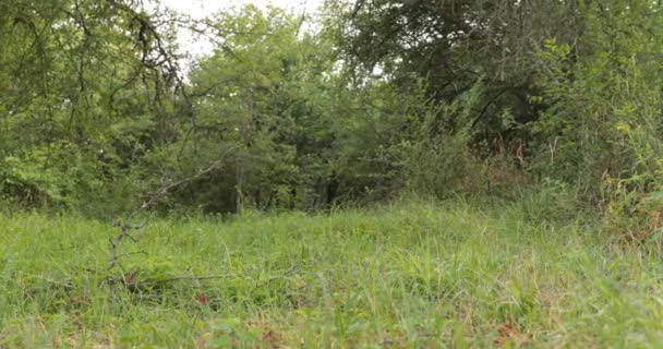 Close Beeld Van Bloei Gele Bloemen Natuur Groene Achtergrond Selectieve — Stockvideo