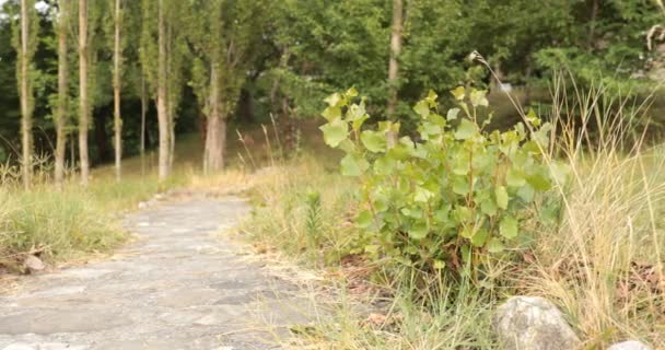 自然緑の背景にビュー咲きの黄色花を閉じます 選択と集中 — ストック動画