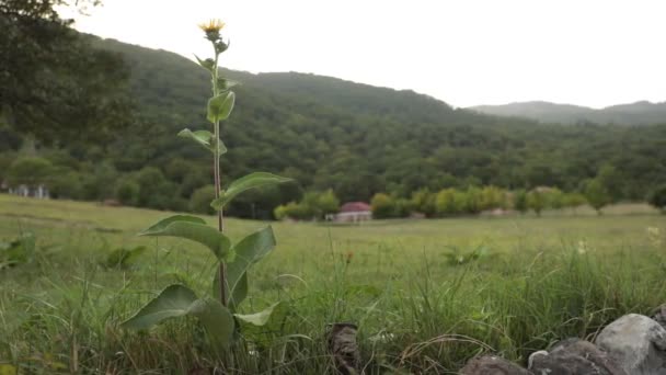 Close Vista Flores Amarelas Florescendo Fundo Verde Natureza Foco Seletivo — Vídeo de Stock