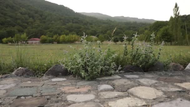 Vista Cerca Flores Amarillas Flor Sobre Fondo Verde Naturaleza Enfoque — Vídeo de stock