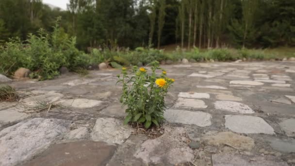 Sarı Çiçek Açan Görünümü Çiçek Doğa Yeşil Zemin Üzerine Kapatın — Stok video