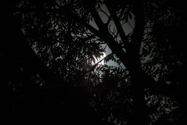 Gökyüzü ve süper ay ağaç dalı silüeti arkasında parlak ay ışığı ile gece manzarası. Serenity doğa arka plan. Geceleyin açık havada. Seçici odak