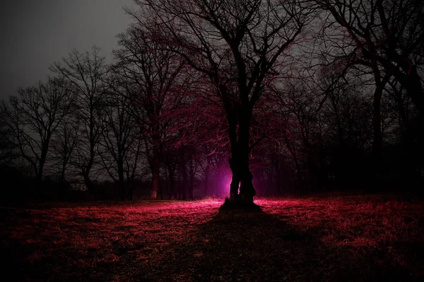 Странный Свет Темном Лесу Ночью Силуэт Человека Стоящего Темном Лесу — стоковое фото