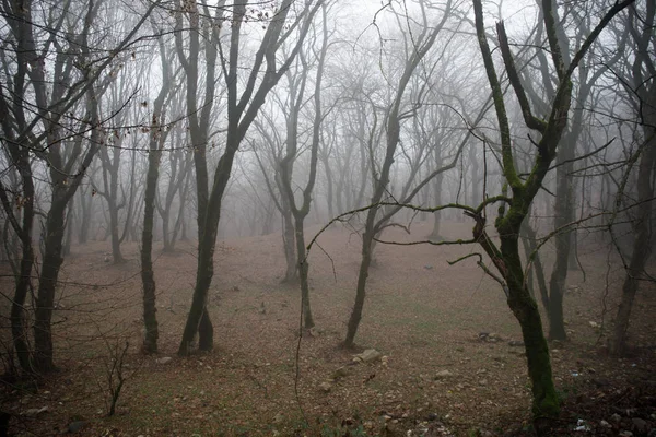 Paisagem Com Belo Nevoeiro Floresta Colina Trilha Através Uma Misteriosa — Fotografia de Stock