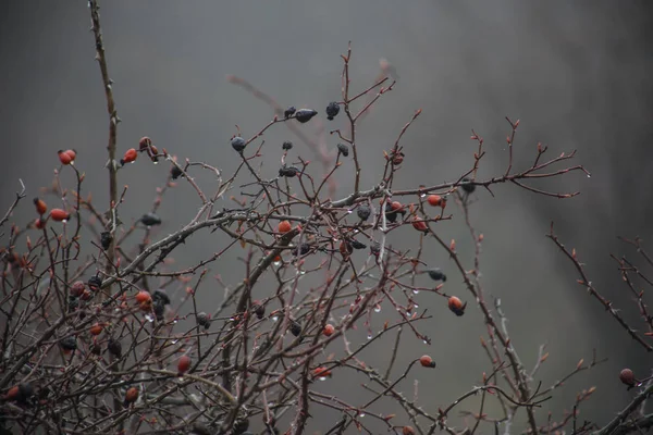 Tree Branches Fog Gray Sky Background Close View Selective Focus — Stock Photo, Image