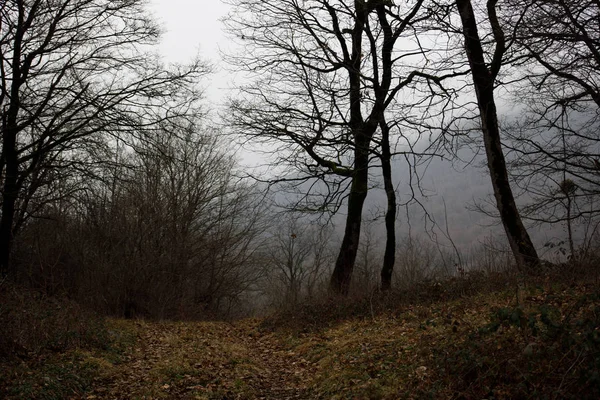 Paysage Avec Beau Brouillard Forêt Sur Colline Sentier Travers Une — Photo