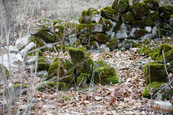 Pedra Coberta Musgo Belo Musgo Líquen Coberto Pedra Verde Brilhante — Fotografia de Stock