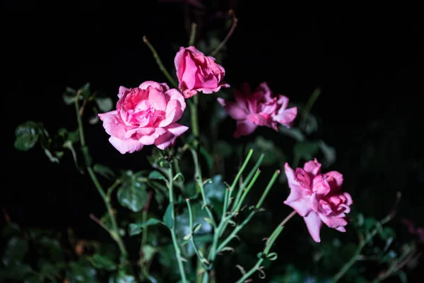 Par Rosas Cor Rosa Isoladas Fundo Preto Foco Seletivo — Fotografia de Stock