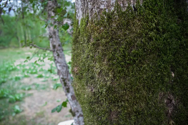 Árbol Con Musgo Las Raíces Bosque Verde Musgo Tronco Del — Foto de Stock