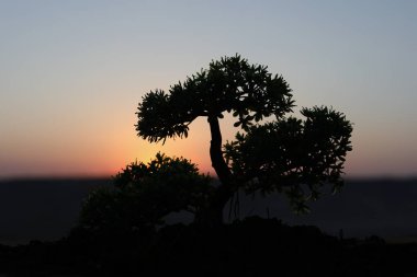 Sunset Bulvarında dekor ağaç görünümünü kapatın. Bonsai ağacı. Seçici odak