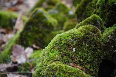 Moss-covered stone. Beautiful moss and lichen covered stone. Bright green moss Background textured in nature. Natural moss on stones in winter forest. Azerbaijan. Selective focus clipart