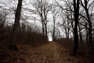 Tepedeki ormanda güzel sisli bir manzara ya da yerde sonbahar yaprakları olan gizemli bir kış ormanı boyunca patika. Kış ormanlarından geçen bir yol. Büyüleyici bir atmosfer. Azerbaycan doğası