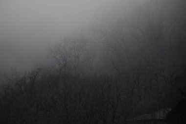 Tepedeki ormanda güzel sisli bir manzara ya da yerde sonbahar yaprakları olan gizemli bir kış ormanı boyunca patika. Kış ormanlarından geçen bir yol. Büyüleyici bir atmosfer. Azerbaycan doğası