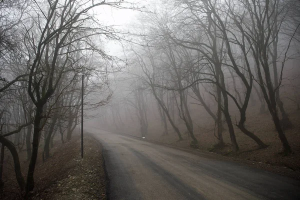 Paysage Avec Beau Brouillard Forêt Sur Colline Sentier Travers Une — Photo