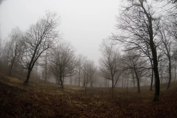 Ландшафт Прекрасним Туманом Лісі Пагорбі Або Стежці Через Таємничий Зимовий — стокове фото
