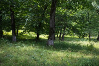 Gün batımı veya orman ortamındaki gündoğumu. Doğal güneş ışığı ile güneş güneş ve güneş ışınları yaz ormandaki orman ağaçları ile. Güzel doğal görünümü. Doğa, Azerbaycan