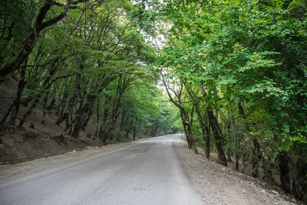 Gün batımı veya orman ortamındaki gündoğumu. Doğal güneş ışığı ile güneş güneş ve güneş ışınları yaz ormandaki orman ağaçları ile. Güzel doğal görünümü. Doğa, Azerbaycan