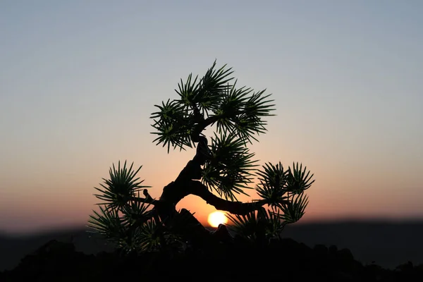 Vista Cercana Del Árbol Decoración Atardecer Árbol Bonsai Enfoque Selectivo —  Fotos de Stock