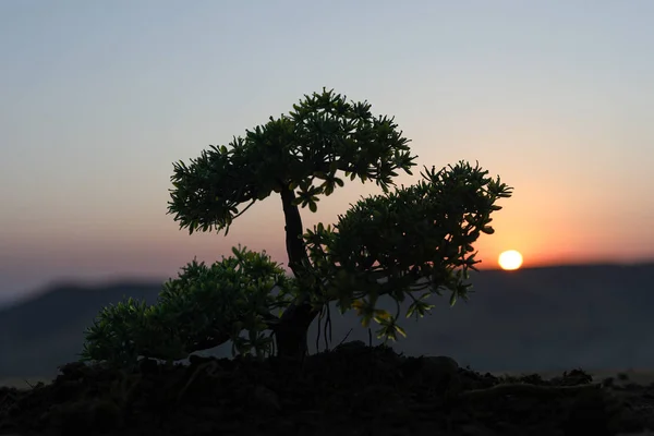 Vista Vicino Dell Albero Arredamento Tramonto Albero Bonsai Focus Selettivo — Foto Stock