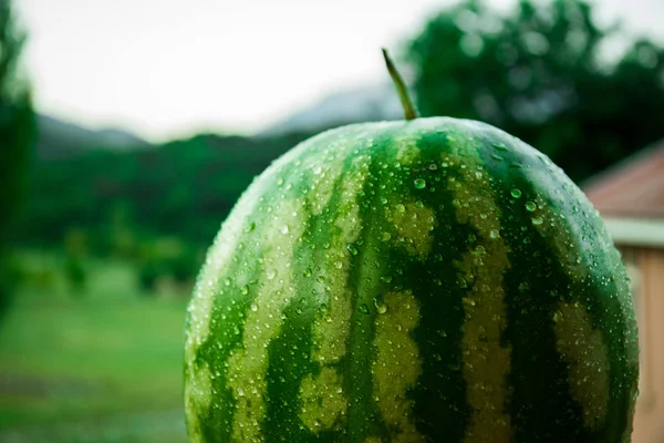 Grön Vattenmelon Närbild Selektivt Fokus — Stockfoto