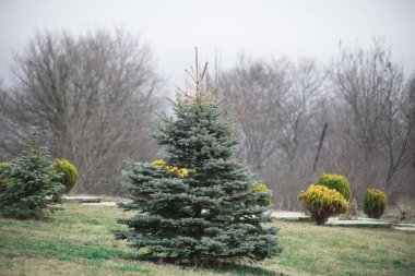 Yeşil çam ağacı Azerbaycan. Güneşli taze köknar dalı. Çam dalları. Ormanda güneşli bir günde çeki düzen vermek. Noel ağacı.