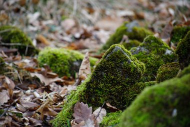 Moss-covered stone. Beautiful moss and lichen covered stone. Bright green moss Background textured in nature. Natural moss on stones in winter forest. Azerbaijan. Selective focus clipart