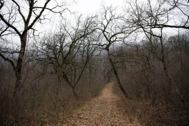 Tepedeki ormanda güzel sisli bir manzara ya da yerde sonbahar yaprakları olan gizemli bir kış ormanı boyunca patika. Kış ormanlarından geçen bir yol. Büyüleyici bir atmosfer. Azerbaycan doğası