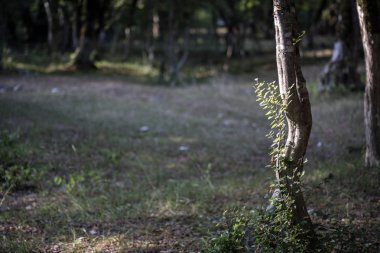 Kökleri yeşil bir ormanda yosun kaplı ağaç ya da ağaç gövdesinde yosun. Yeşil yosunlu ağaç kabuğu. Azerbaycan doğası. Seçici odak.