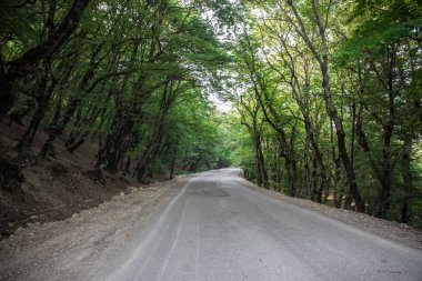 Gün batımı veya orman ortamındaki gündoğumu. Doğal güneş ışığı ile güneş güneş ve güneş ışınları yaz ormandaki orman ağaçları ile. Güzel doğal görünümü. Doğa, Azerbaycan