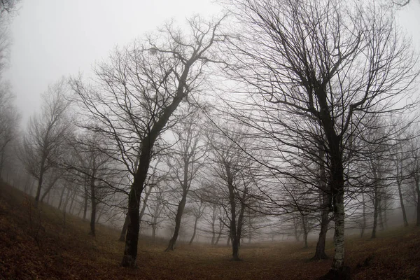 Paisaje Con Hermosa Niebla Bosque Colina Sendero Través Misterioso Bosque — Foto de Stock