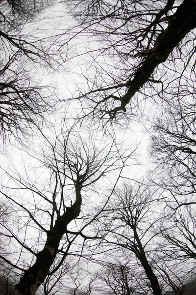 Pohled Zdola Vysokých Starých Stromů Zimě Lesní Modrou Oblohou Pozadí — Stock fotografie