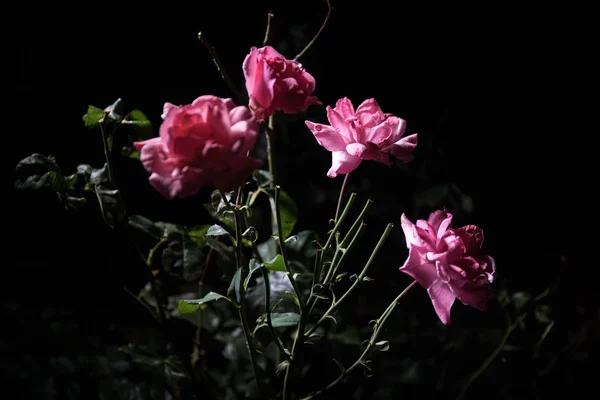 Câţiva Trandafiri Roz Izolaţi Fundal Negru Focalizare Selectivă — Fotografie, imagine de stoc