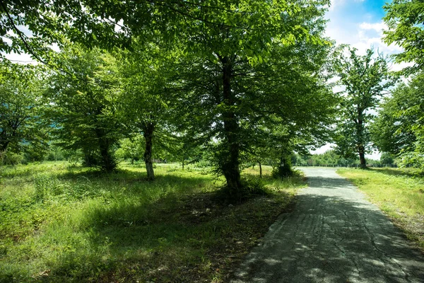 Sonnenuntergang Oder Sonnenaufgang Der Waldlandschaft Sonneneinstrahlung Mit Natürlichem Sonnenlicht Und — Stockfoto