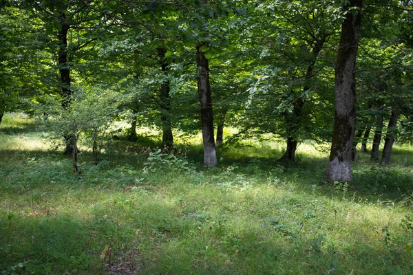 日落或日出在森林风景 阳光明媚 阳光灿烂 阳光普照 在夏日森林中穿过树林 景色秀丽 阿塞拜疆的性质 — 图库照片