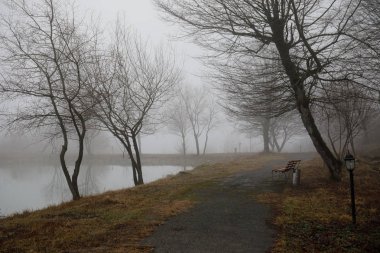 Boş tezgah Parkı yakınındaki göl kenarında sisli gün, minimalist soğuk sezon sahne. tezgah ormandaki siste gölde. Tezgah yakın göl sis. Azerbaycan doğa. Caucasus