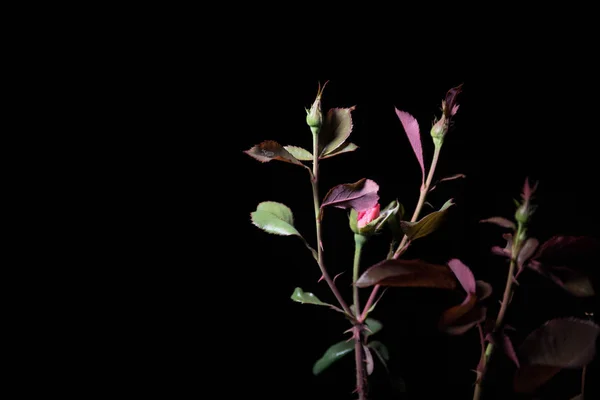 Couple of pink roses isolated on black background. Selective focus