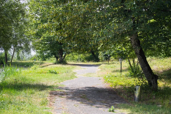 Gün batımı veya orman ortamındaki gündoğumu. Doğal güneş ışığı ile güneş güneş ve güneş ışınları yaz ormandaki orman ağaçları ile. Güzel doğal görünümü. Doğa, Azerbaycan