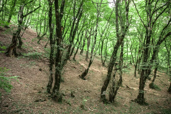 日落或日出在森林风景 阳光明媚 阳光灿烂 阳光普照 在夏日森林中穿过树林 景色秀丽 阿塞拜疆的性质 — 图库照片