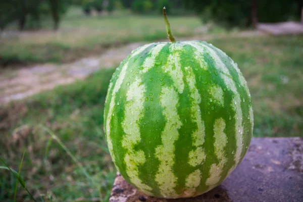 Yeşil Karpuz Kapatın Seçici Odak — Stok fotoğraf