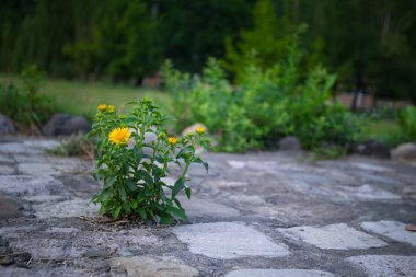Sarı çiçek açan görünümü çiçek doğa yeşil zemin üzerine kapatın. Seçici odak