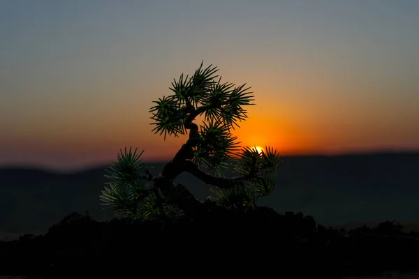 Nahaufnahme Des Dekorbaums Bei Sonnenuntergang Bonsai Baum Selektiver Fokus — Stockfoto