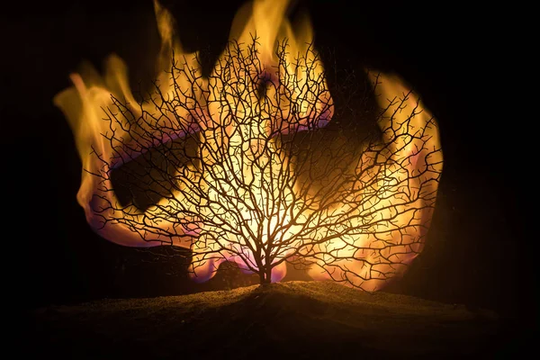 Силуэт Страшного Хэллоуинского Дерева Темном Туманном Тонированном Огне Ужасающая Концепция — стоковое фото