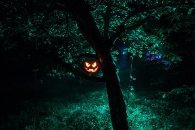 Ormanda geceleri - Cadılar Bayramı arka plan yanan balkabağı. Korkunç Jack o fener gülümseyerek ve parlayan Kabak Koyu tonda sisli arka plan ile. Seçici odak