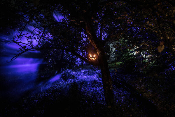 Pumpkin Burning In Forest At Night - Halloween Background. Scary Jack o Lantern smiling and glowing pumpkin with dark toned foggy background. Selective focus