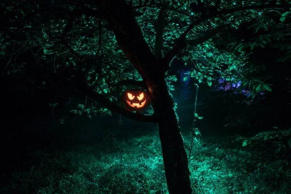 Ormanda geceleri - Cadılar Bayramı arka plan yanan balkabağı. Korkunç Jack o fener gülümseyerek ve parlayan Kabak Koyu tonda sisli arka plan ile. Seçici odak