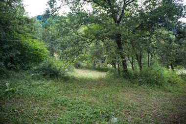 Gün batımı veya orman ortamındaki gündoğumu. Doğal güneş ışığı ile güneş güneş ve güneş ışınları yaz ormandaki orman ağaçları ile. Güzel doğal görünümü. Doğa, Azerbaycan