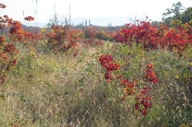 Sonbahar sahne. Güzel sonbahar park. Sonbaharda yapraklar orman yolu. Seçici odak