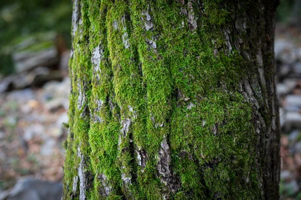 Corteza Agrietada Del Viejo Árbol Cubierto Musgo Verde Bosque Otoño — Foto de Stock