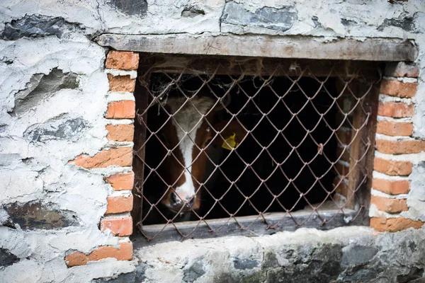 Caged dairy cows through rustic window shutters. Azerbaijan