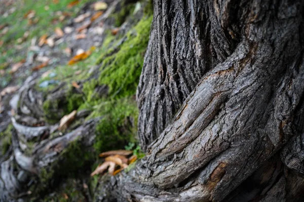 Corteza Agrietada Del Viejo Árbol Cubierto Musgo Verde Bosque Otoño — Foto de Stock